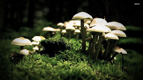 Mushroom Wallpapers - Wallpaper Cave