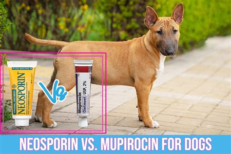 Neosporin Vs Mupirocin For Treating Skin Infections In Dogs