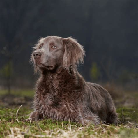 Long-Haired Weimaraner - Breed Profile & Information