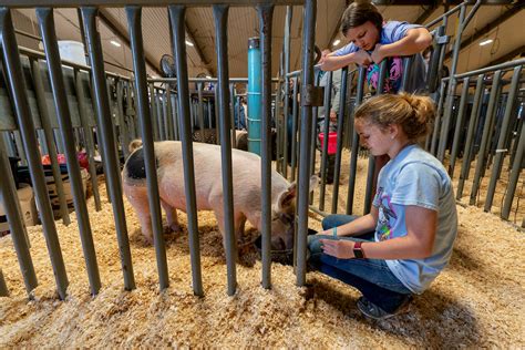 Pigs & Hogs – Texas A&M AgriLife Extension Service