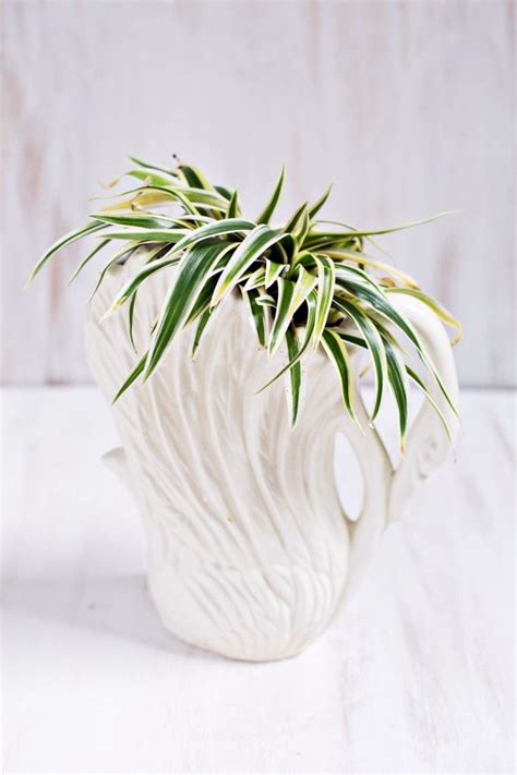 Sturdy houseplants – popular, easy care potted plants | Interior Design ...