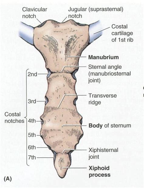 Αποτέλεσμα εικόνας για suprasternal notch | Medical anatomy, Basic ...