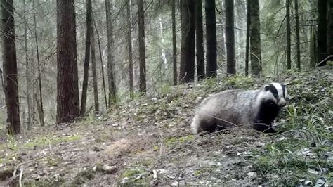 Badger Behavior : Observing Their Den - YouTube