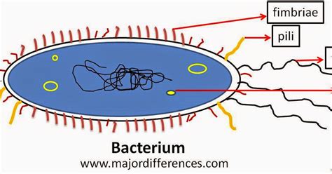 Difference between Pili and Fimbriae | Major Differences