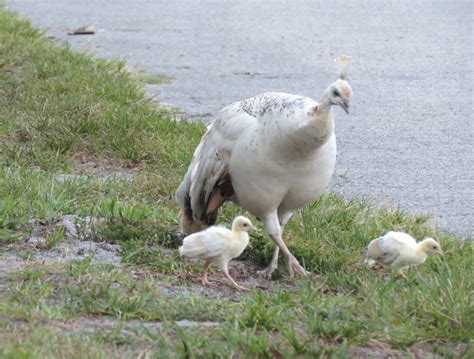 Angels for You: Baby Peacock Chicks: An Angel Message