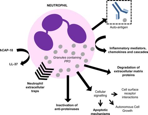 Proteinase 3; a potential target in chronic obstructive pulmonary disease and other chronic ...