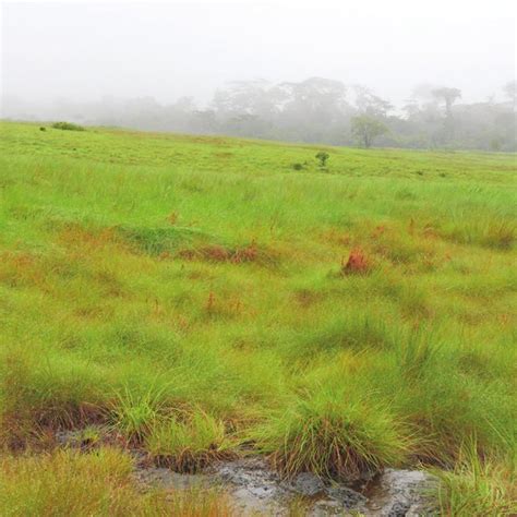 Montane grasslands (habitat A) at 1,241 m asl. | Download Scientific Diagram