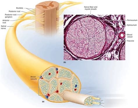 Ch.12, Nerve Anatomy Diagram | Quizlet