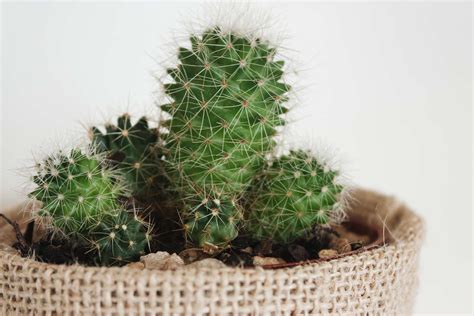 How to Grow and Care For Indoor Cacti