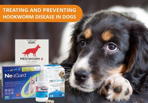 How do you protect your dogs from hookworm? - BestVetCare