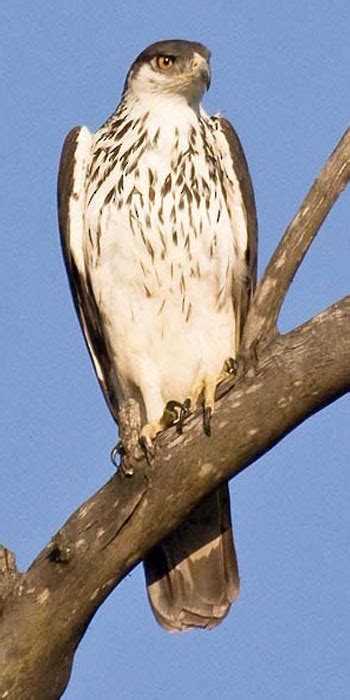 African Eagle Hawk - Kruger National Park Bird Guide