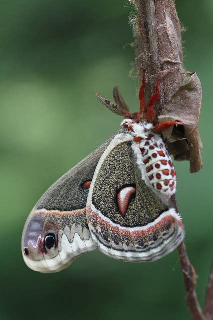 Cecropia Moth Life Cycle - Hyalophora cecropia