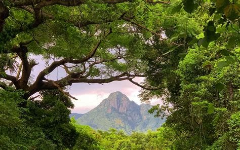 Yakushima: Exploring Japan's World Heritage Destination from a ...