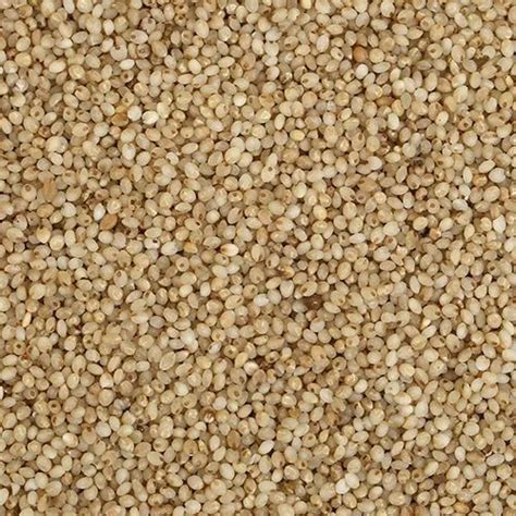 Little Millet, Pack Size: 25 kg, Rs 27/kilogram CK And Co. | ID ...