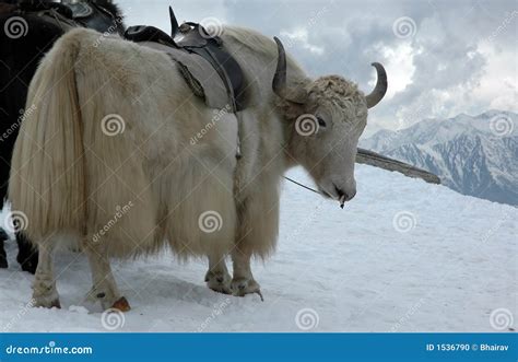 Yak in Himalayas stock photo. Image of saddle, freeze - 1536790