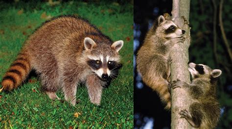 Learn about raccoons | Mass.gov