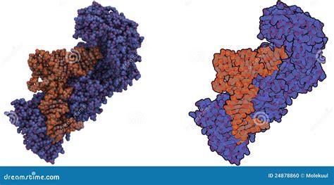 Aminoacyl-tRNA Synthetase Molecule Stock Photo - Image: 24878860