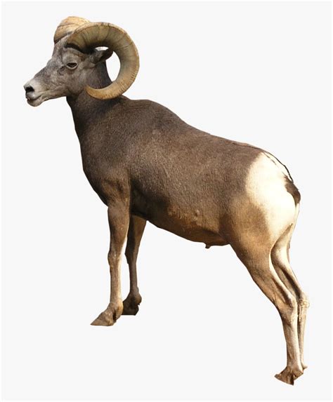 Ram Animal Png - Ram Animal Transparent Background, Png Download - kindpng