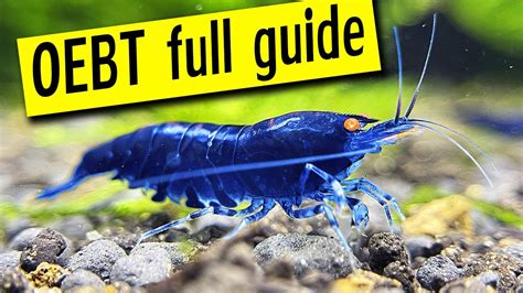 Orange Eye Blue Tiger Shrimp - All you need to know! - YouTube