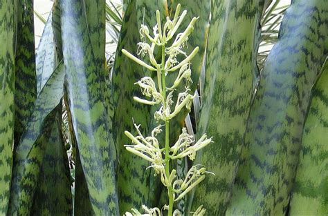 Cuál es la flor de la lengua de suegra - Id Plantae