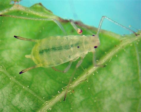 Illinoia maxima (Green-striped thimbleberry aphid) identification, images, ecology, control