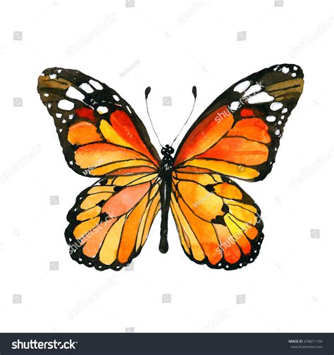 5,481 Monarch Butterfly Tattoo Images, Stock Photos & Vectors ...