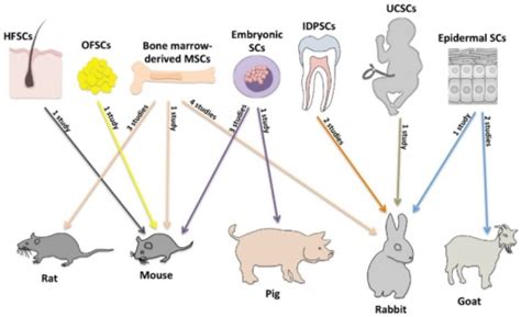 Overview of stem cell sources used in animal experiment | Open-i