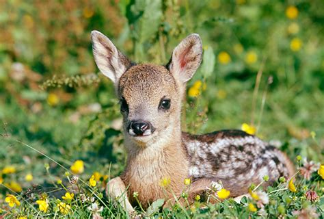 Roe Deer Fawn Resting In Grass And Wildflowers | Kimballstock