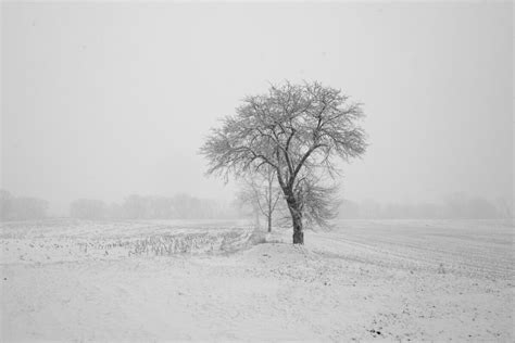 Surprise Snow: March Comes In... Three Images - Bedlam Farm