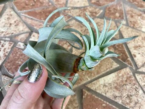 How To Care For Tillandsia xerographica – The Green Experiment Company