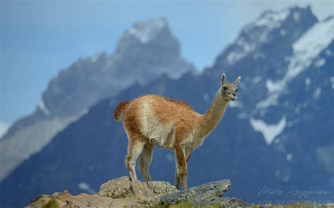 Guanaco (Lama guanicoe) standing on the rocky hill top. Torres del Paine National Park ...