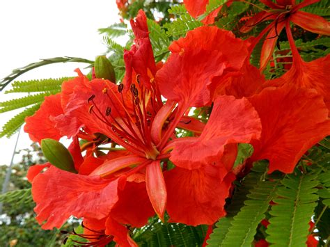 Royal Poinciana - Hoot Acre Farm