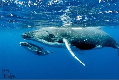 Whale Facts for Kids : 8 Facts Every Child Should Know - Mama Teaches