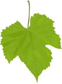 Green leaf PNG