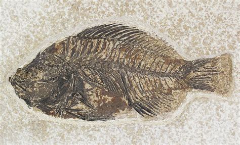 4.45" Priscacara Fossil Fish - Kemmerer, Wyoming (#20823) For Sale ...