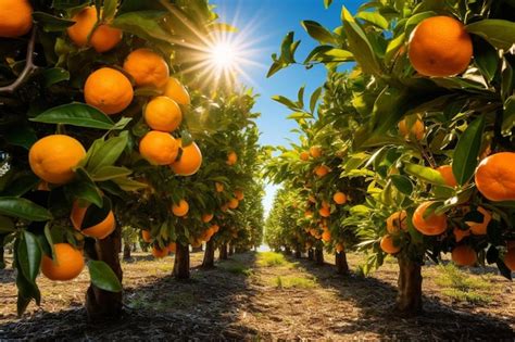 Premium AI Image | An orange grove with the sun shining on it