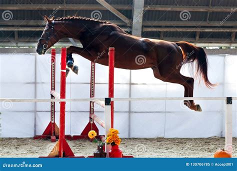 Beautiful Young Purebred Horse Jump Over Barrier. Free Jumping I Stock Image - Image of breeding ...