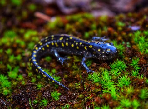 Spotted salamander (ambystoma maculatum) | smashtonlee05 | Flickr