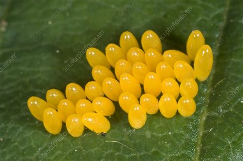 Harlequin ladybird eggs - Stock Image - C043/7094 - Science Photo Library