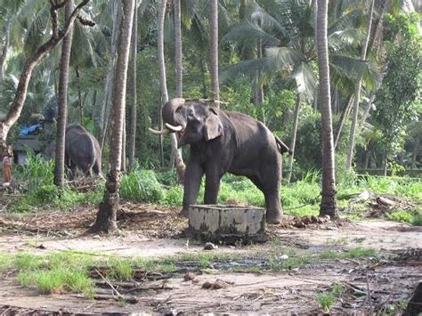 Indian Columbus: Punnathur Kotta Elephant Sanctuary - Guruvayur, Kerala, India