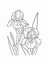 Printable Iris Coloring Page Pages sketch template
