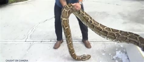 Hunters Capture Longest Python Ever Recorded In Florida | The Daily Caller