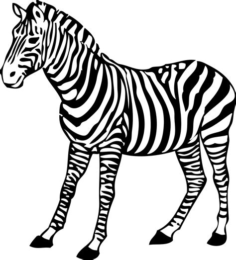 Zebra PNG image