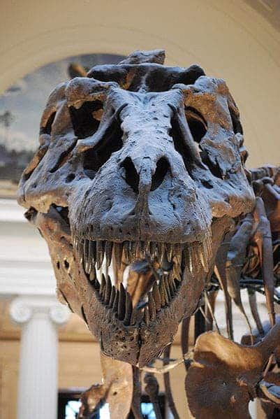 T. Rex, king of the dinosaurs -- here's what makes the tyrannosaur so ...