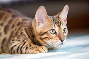 Symptoms of cystitis in cats - Causes and treatment | Petplan