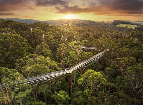 Valley of the Giants Tree Top Walks - Foster Care Association of WA (Inc)