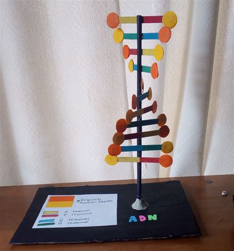 DNA Model for Biology Projects