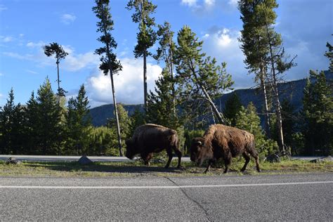 Yellowstone Animals - Le Wild Explorer