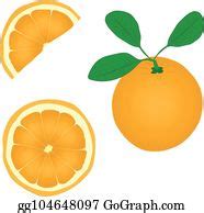 900+ Orange Fruit Vector Drawing Illustration Clip Art | Royalty Free - GoGraph