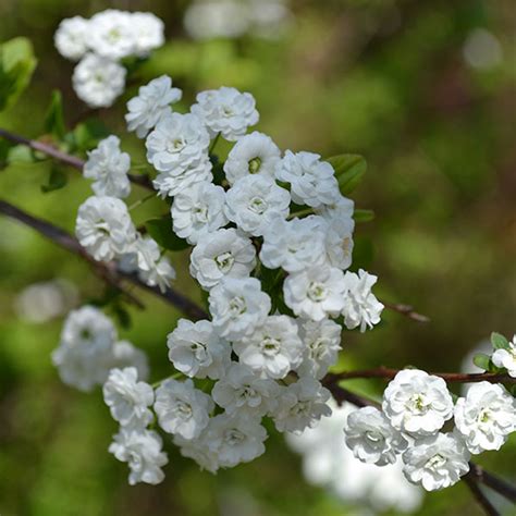 Bridalwreath Spirea (Spiraea prunifolia) - Monticello Shop